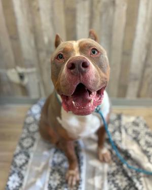 KODAK, American Bulldog, adult, available for adoption