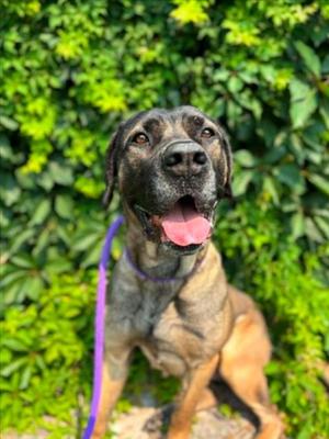 EVIE, Mastiff, adult, available for adoption