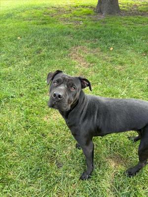 EMMA, Labrador Retriever and Chinese Sharpei, adult, available for adoption