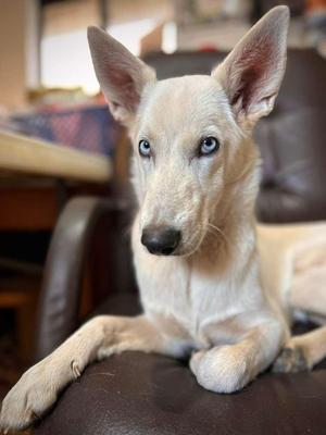 Laquayla, Siberian Husky, young, available for adoption