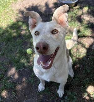 Fawn, Mixed Breed, adult, available for adoption