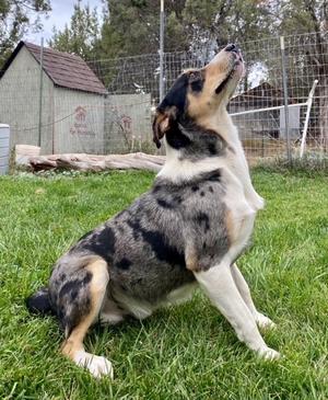 Birkett, Australian Shepherd / Catahoula Leopard Dog, adult, available for adoption