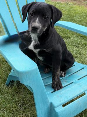 Onyx, Australian Cattle Dog / Blue Heeler / American Staffordshire Terrier, puppy, available for adoption