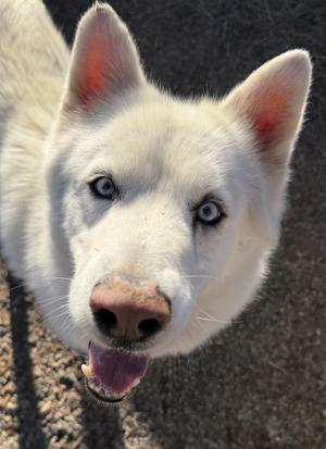 KY, Husky, adult, available for adoption