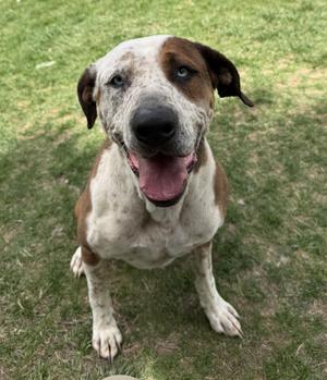 A merle and brown dog with blue eyes sits on green grass looking at the camera with its mouth open and tongue out.