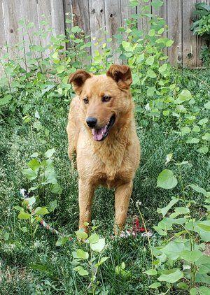 Rhiannon, Carolina Dog, adult, available for adoption