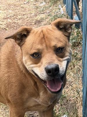 Finn, Boxer, young, available for adoption