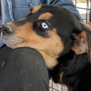 Athena, Rottweiler / Cattle Dog, adult, available for adoption