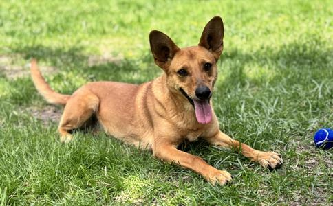 Delilah, Carolina Dog, adult, available for adoption