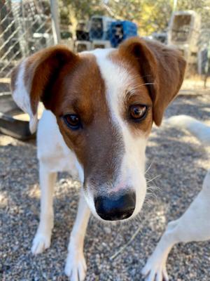 Fiona, Australian Cattle Dog / Blue Heeler, adult, available for adoption