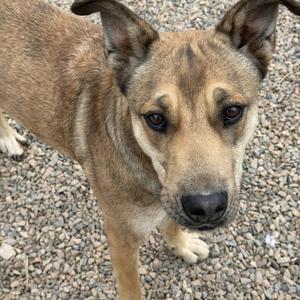 Jessie, German Shepherd Dog, adult, available for adoption