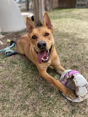 Anubis, Carolina Dog, adult, available for adoption