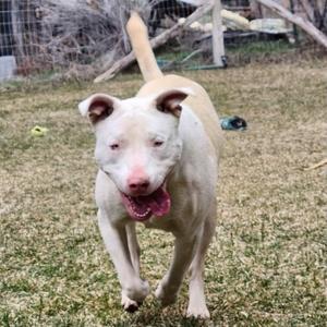 Basil, Catahoula Leopard Dog, adult, available for adoption
