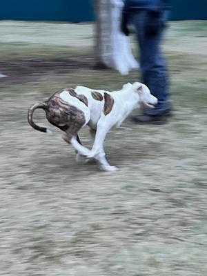 A dog running on the grass