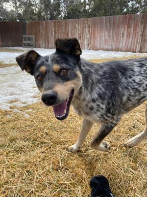 Misty, Australian Cattle Dog / Blue Heeler, adult, available for adoption