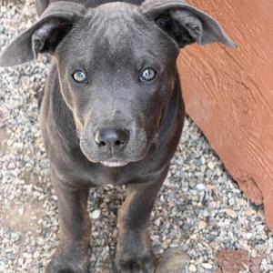 Granite, Labrador Retriever / American Staffordshire Terrier, puppy, available for adoption