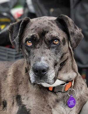 Freya, Catahoula Leopard Dog, adult, available for adoption