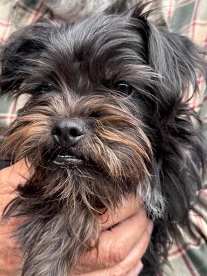 Camila, Yorkshire Terrier / Pug, puppy, available for adoption