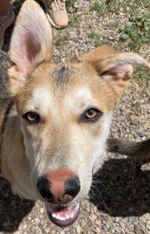 Michaelangelo, Carolina Dog / Husky, young, available for adoption