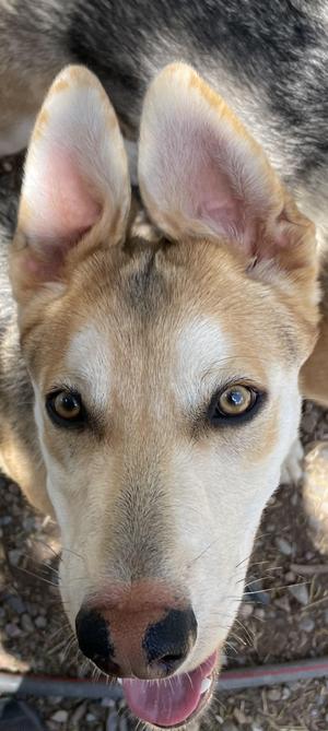 Donatello, Carolina Dog / Husky, young, available for adoption