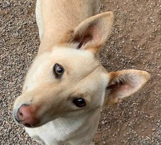 Ayla, Carolina Dog, adult, available for adoption