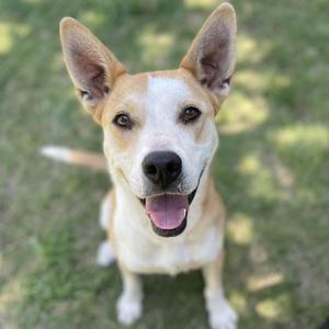 a dog