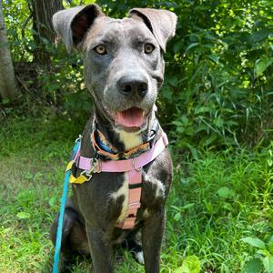 Ramona, Retriever, Black Labrador, adult, available for adoption