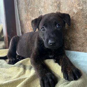 Book Worm, Mixed Breed (Medium), puppy, available for adoption