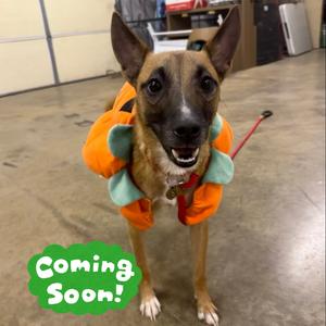 Garden Salad, Mixed Breed (Small), adult, available for adoption