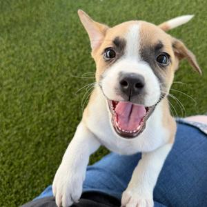 Brussels Sprout, Boxer, puppy, available for adoption