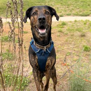 Moose, Hound, Plott, adult, available for adoption