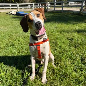 Timmy, Foxhound, American, adult, available for adoption