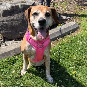 Asia, Hound, senior, available for adoption