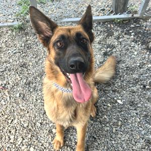 A German Shepherd dog with a black and tan coat, standing on a gravel surface, looking up with its tongue out and ears perked up.