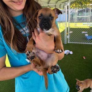 Arugula, Mixed Breed (Medium), puppy, available for adoption