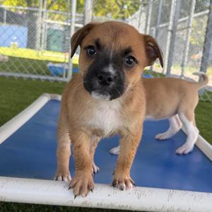 Kale, Mixed Breed (Medium), puppy, available for adoption