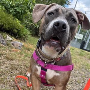 Lottie Mae, Terrier, American Pit Bull, adult, available for adoption