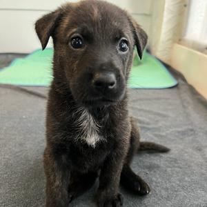 Wiggle Worm, Mixed Breed (Medium), puppy, available for adoption