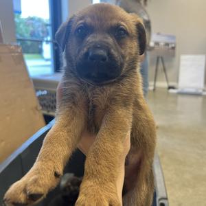 Glow Worm, Mixed Breed (Medium), puppy, available for adoption