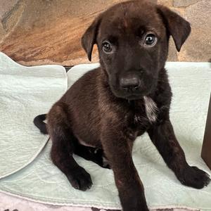 Ear Worm, Mixed Breed (Medium), puppy, available for adoption