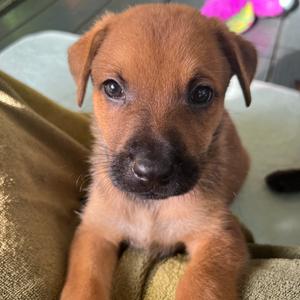 Inchworm, Mixed Breed (Medium), puppy, available for adoption