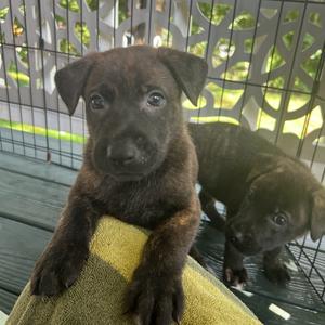 Gummy Worm, Mixed Breed (Medium), puppy, available for adoption
