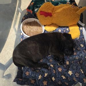 Wanda, Mixed Breed (Medium), puppy, available for adoption