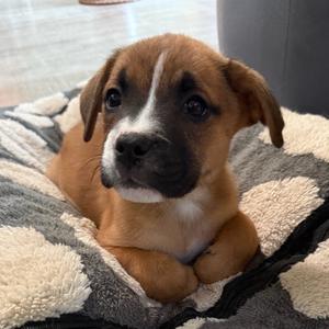 Swiss Chard, Mixed Breed (Medium), puppy, available for adoption
