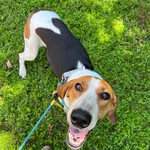 Brenda Jo, Coonhound, Treeing Walker, adult, available for adoption