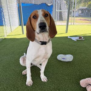 Brenda Jo, Coonhound, Treeing Walker, adult, available for adoption