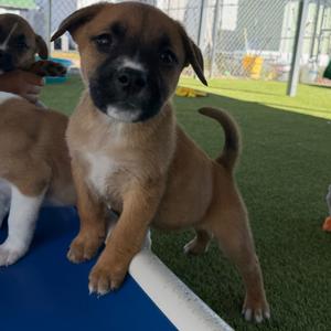 Spinach, Mixed Breed (Medium), puppy, available for adoption