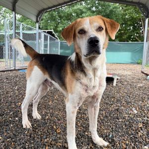 Kyle, Mixed Breed (Large), adult, available for adoption