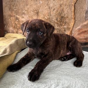 Earthworm, Mixed Breed (Medium), puppy, available for adoption
