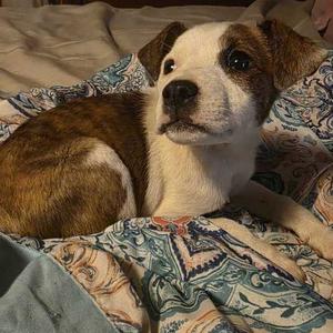 Storm Chaser, Mixed Breed (Small), puppy, available for adoption